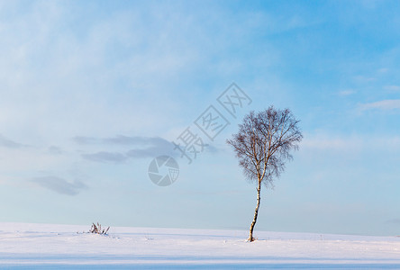 白雪中的大树背景图片