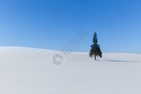 沙漠里的一颗树高清图片