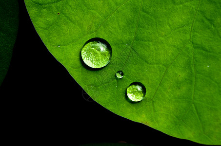 静止水荷叶与水珠背景