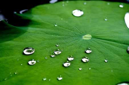 静止水荷叶与水珠背景