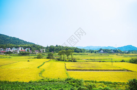 秋天村庄稻田背景