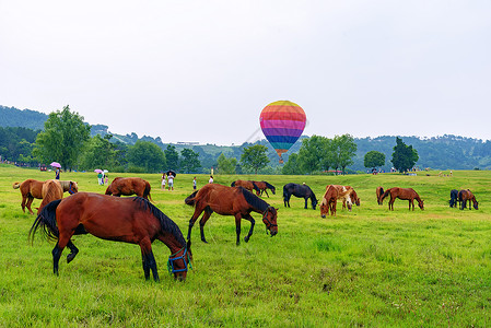 草原的马群背景图片