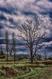 乌云枯树树枝树杈背景图片