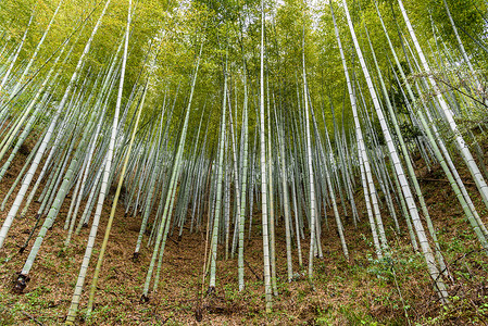 竹林绿色环保竹子背景