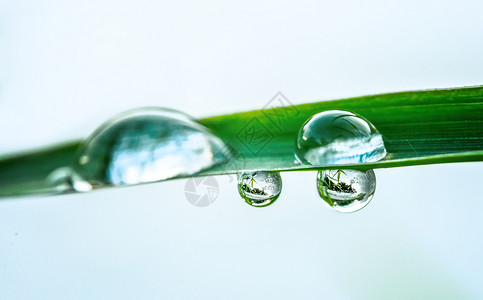 草地露水谷雨过后的水珠背景