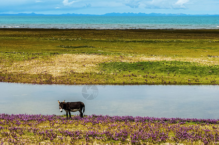 青海湖动物青海湖的驴背景