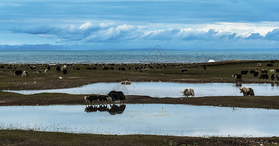 牦牛的天堂牦牛草原高清图片