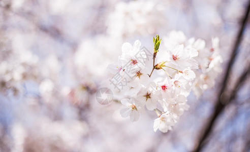 采艾樱花时节背景