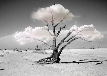 忧郁风景枯萎的一棵树设计图片