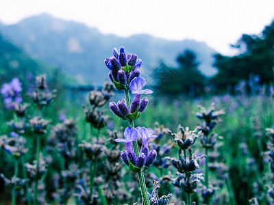 紫色的花图片