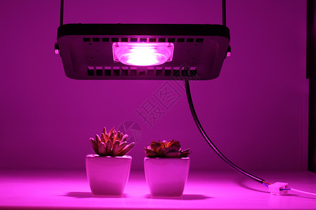 植物生长投光灯高清图片