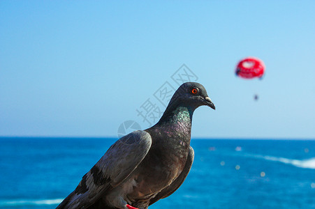 蓝色海边的鸽子高清图片