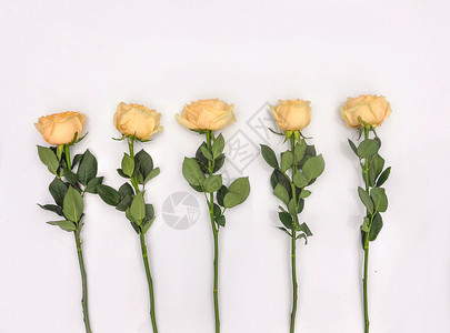 平铺的黄玫瑰背景图片