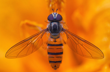 微距昆虫蜜蜂背景