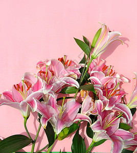纯色背景上的百合花背景图片