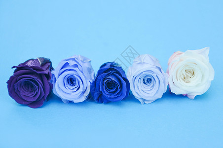 蓝色的玫瑰花高清图片
