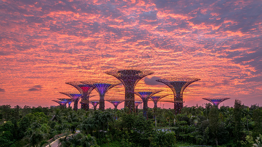 大树背景壮观的火烧云背景