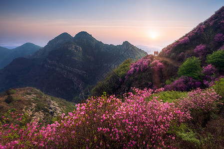 红底大花素材云海杜鹃花背景