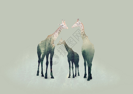 动物长颈鹿元素长颈鹿设计图片