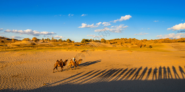 沙漠骆驼骆驼草原高清图片