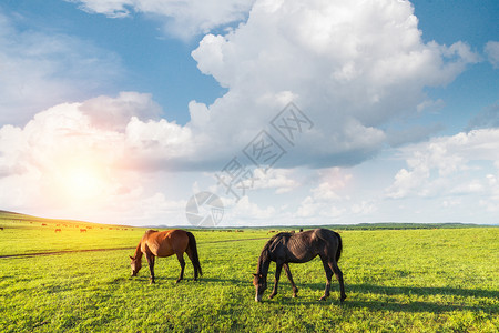 纳帕海的马香格里拉香巴草高清图片