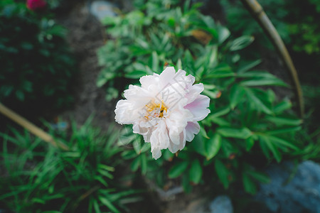 草丛中鲜花植物园花草树木背景