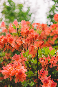 草丛中鲜花花卉背景背景