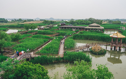 绿色氧吧德清下渚湖湿地背景