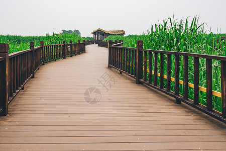 绿色氧吧德清下渚湖湿地背景