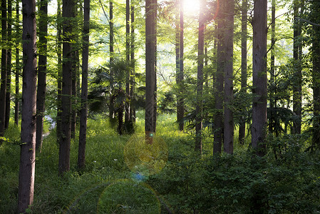 森林绿东平森林公园背景
