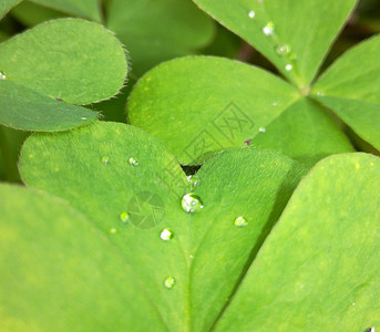 雨后的绿叶背景图片
