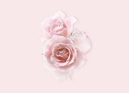 植物粉粉玫瑰设计图片