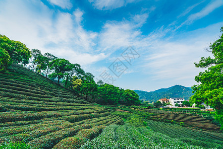 梅家坞茶园图片