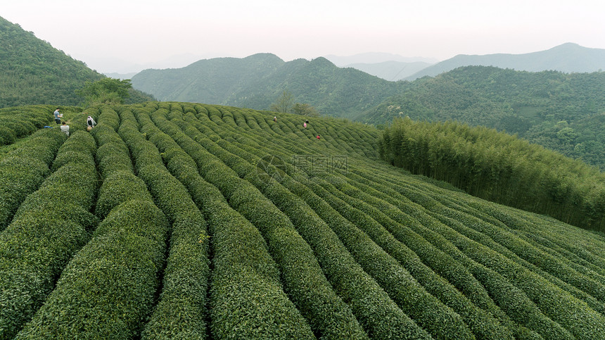 自然茶园茶叶采茶人图片