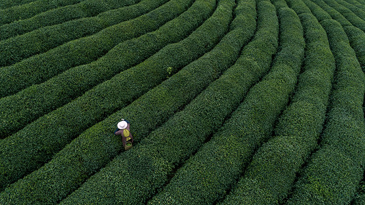 清新茶叶自然茶园茶叶采茶人背景