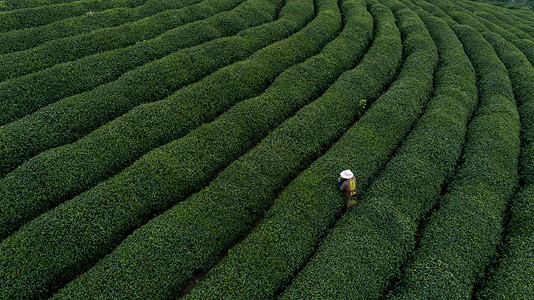 杭州西湖龙井自然茶园茶叶采茶人背景