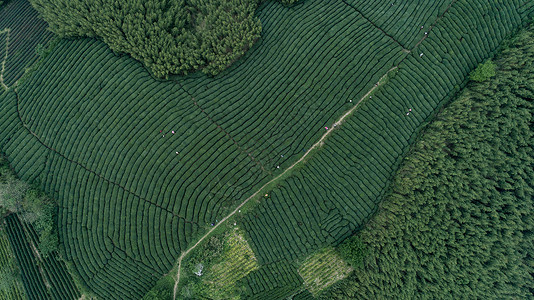 杭州西湖龙井自然茶园茶叶采茶人背景