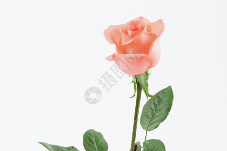 情人节淡黄色玫瑰鲜花背景背景图片