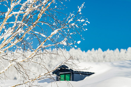 屋子背后的树雪乡行背景