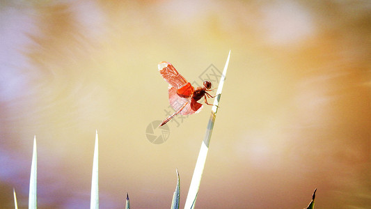 热带红色昆虫蜻蜓图片