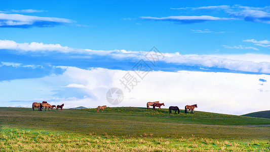 草原绿地内蒙草原上自由自在的马背景