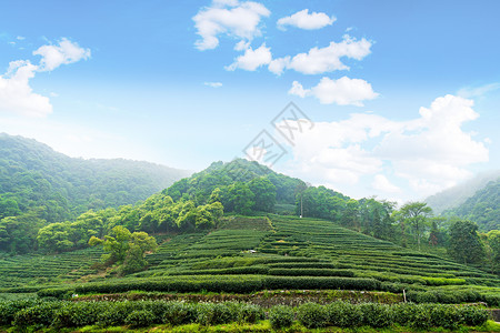 茶山背景图片
