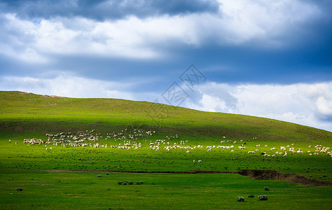 大草原上散落的羊群恬静高清图片素材