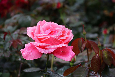 粉色月季花挂画月季花 花蕾背景