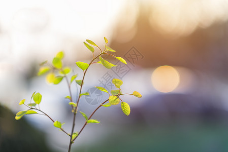 小树发芽光影里的小树背景