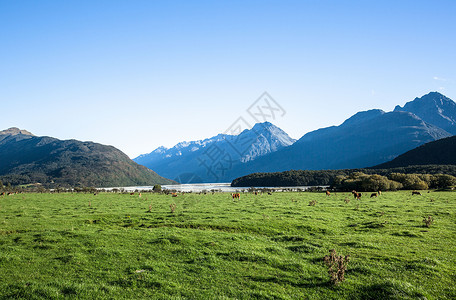 免赔新西兰南岛草原背景