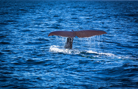 云中鲸鱼新西兰凯库拉观鲸背景