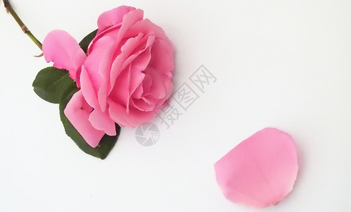 粉色玫瑰花装饰520粉色花朵与花瓣背景