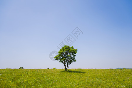 充氧气草原和树背景