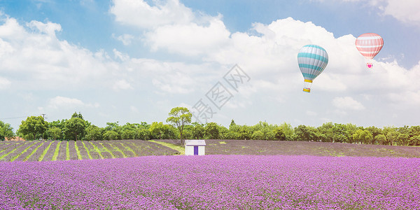 高清薰衣草花海节日banner背景设计图片